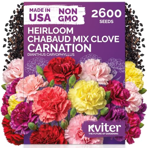 2 600 Chabaud Mix Clove Carnation Flower Seeds