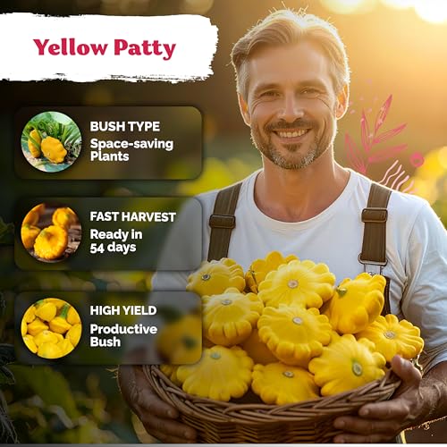 50 Patty Pan Yellow Squash Heirloom Vegetable Seeds