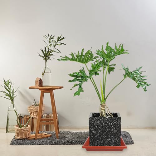 Square Plant Saucer 10 Inch 4 Pack (10"(4Pack) / Terra Cotta)