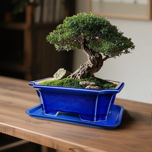 2pcs Green Ceramic Bonsai Planter Pots with Bamboo Tray 6.2 “ & 5.3” (Crackle Glazed 10")