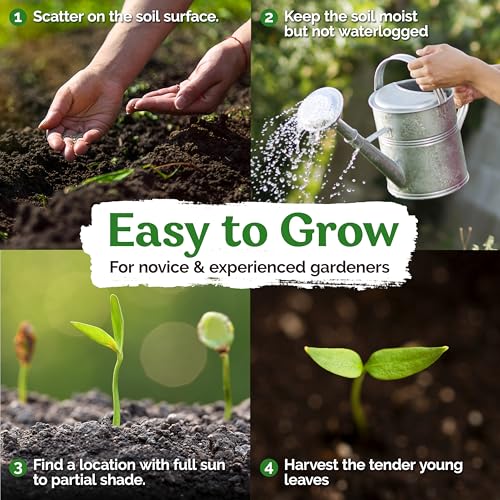 10000 Lambs Quarter Herb Heirloom Seeds