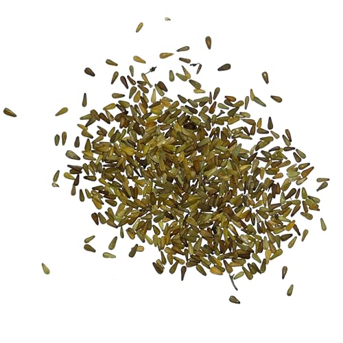 Valerian Seeds to Plant Heirloom Non (2 Packs)