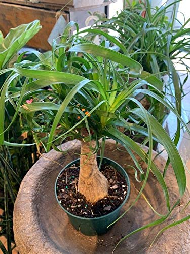 Ponytail Palm (3 Count)