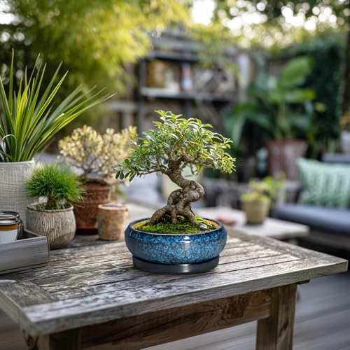Succulent Pots (6 Inch / Blue)