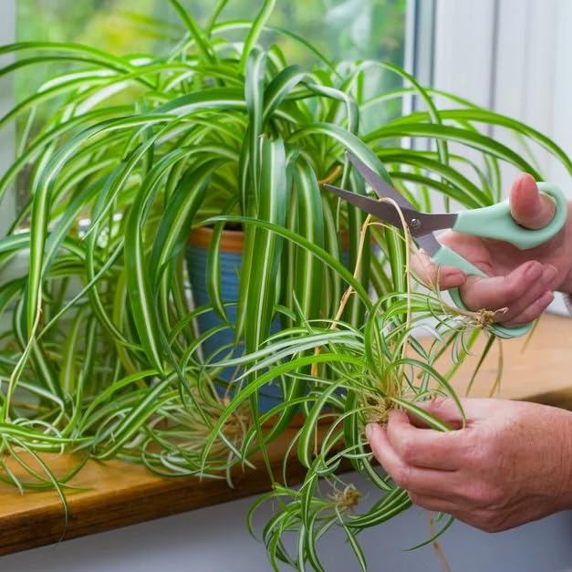 Spider Plant 4 x 2 inch Bags (4 Count)