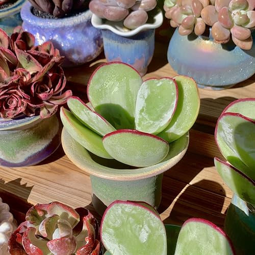 Live Succulents Plants Echeveria 'White Eyebrow' 3.5 inches