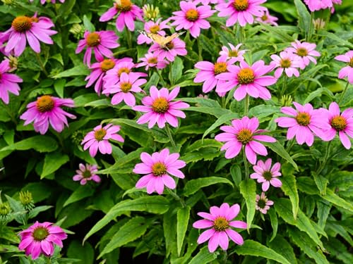 Live Perennial Plants (2 Pots)