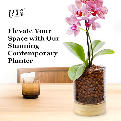 C3 Glass Orchid Pot