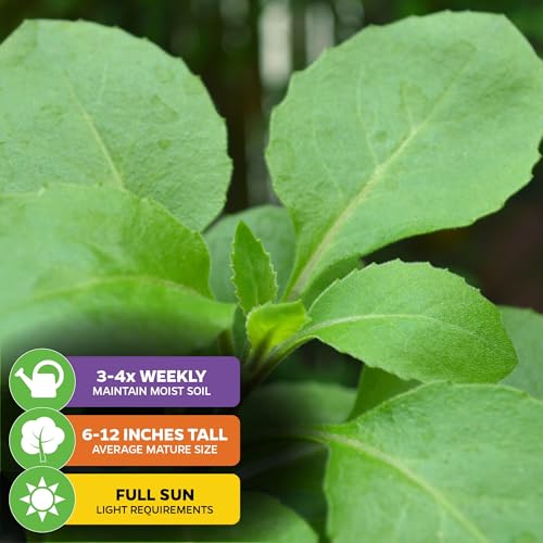 Longevity Spinach (Longevity)