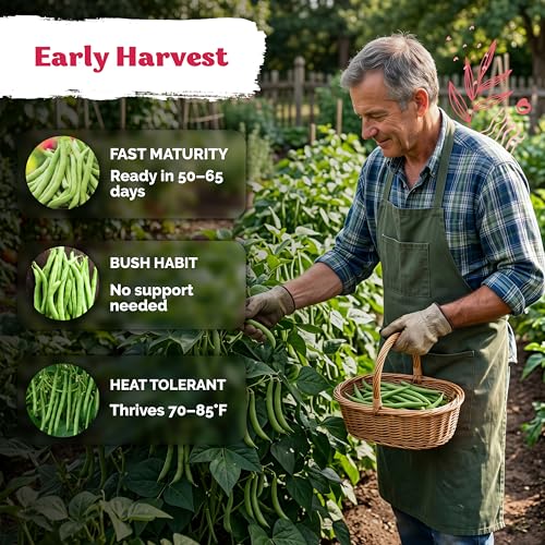 60 Contender Bush Bean Heirloom Vegetable Seeds