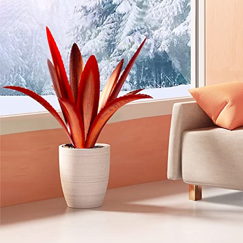 Enlarge Thickened Wind Resistant Metal Agave Garden Art Metal Plant Country Garden Sculpture Statue Outdoor Decoration Agave Metal Plant Courtyard Lawn Ornament Gift (2 Count)