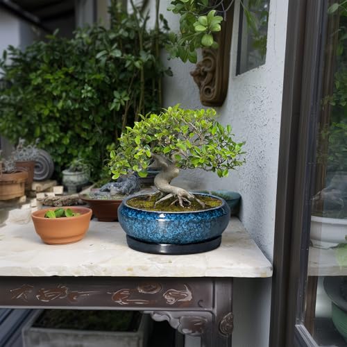 Bonsai Pots 8 Inch (8 Inch / Blue)