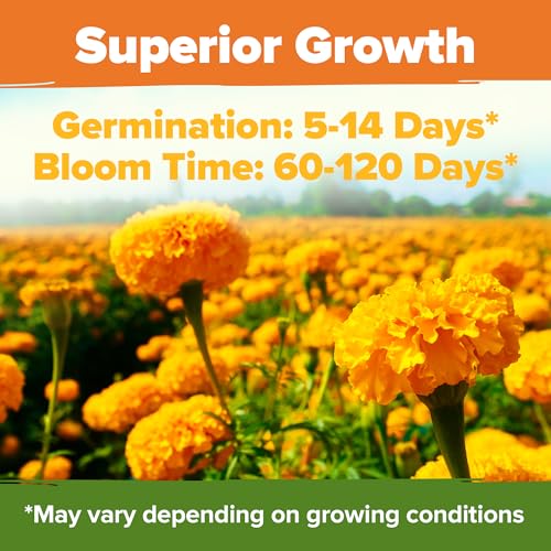 Crackerjack Marigold 15