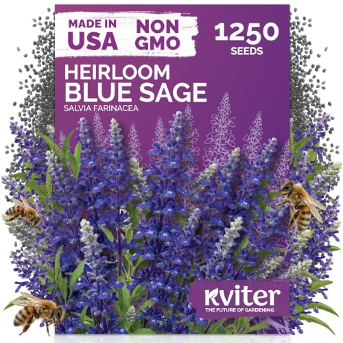 1 250 Blue Sage Heirloom Flower Seeds for Planting