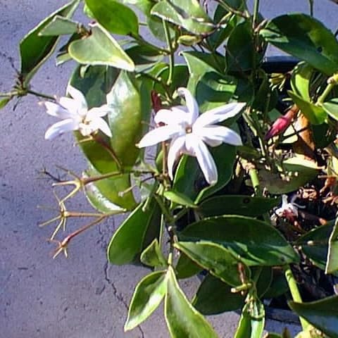 Angel Wing Jasmine (4 Count)