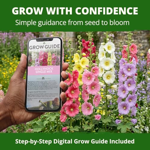 Hollyhock Single Mix 3000 Flower Seeds 1 oz
