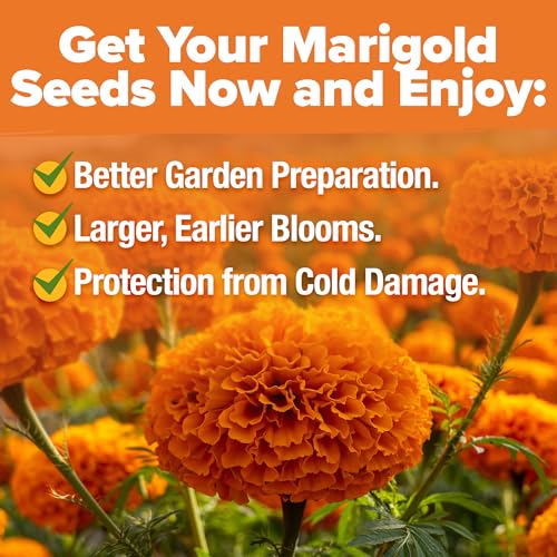 Crackerjack Marigold 15