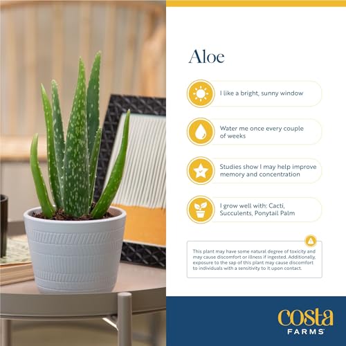 Aloe Vera Plant (Aloe Vera, 10-12 Inches Tall, in Grower's Pot)