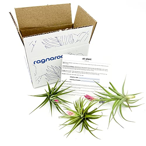 Air Plants Flowering Tillandsia Aeranthos (3 Pack / Aeranthos)