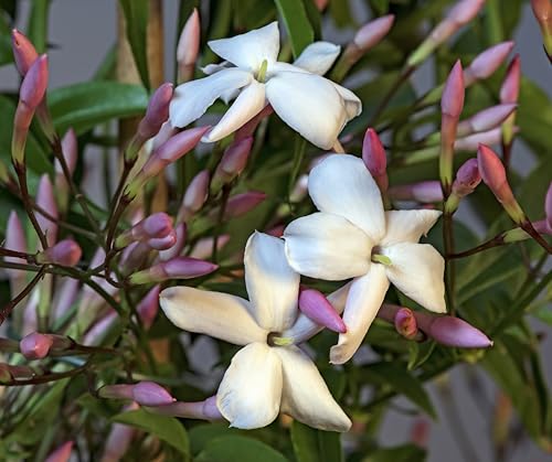 Pink Jasmine Vine (2 Count)