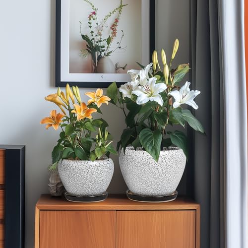 Ceramic Plant Pots (3 Count)