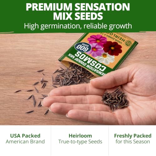 Sensation Dwarf Mix 600 Cosmos Flower Seeds Cosmos bipinnatus