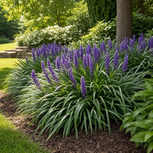 Liriope Super Blue