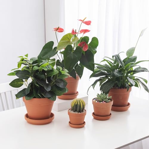 3.3 inch Small Terra Cotta Plant Saucers (3.3 inches)