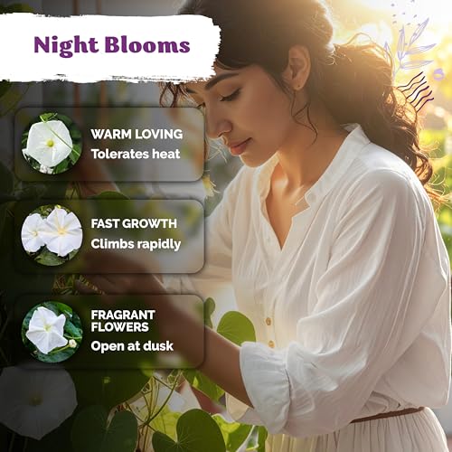 50 White Morning Glory Heirloom Flower Seeds for Planting
