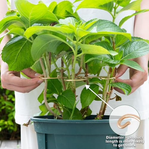 5PCS 7.5in Monstera Plant Stem Support (Gold / 7.5IN*7.5IN)