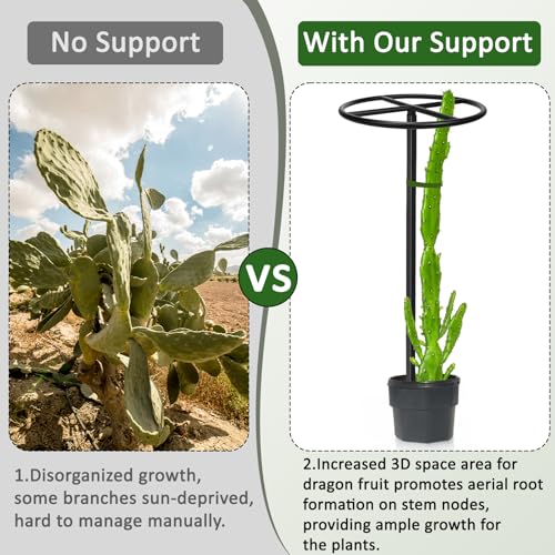 2 Pcs Heavy Duty Dragon Fruit Trellis (2 Pcs Round)