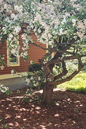 Bamboo Tube Bee Hotel for Solitary Bees (Farmhouse Grey)