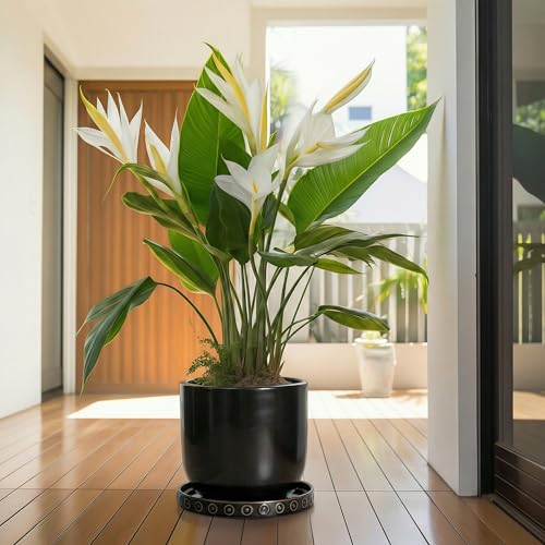 11.4 Inch Plant Pot Saucers (11.4 Inch / Black)