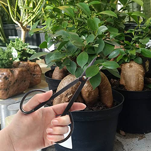 7.2" Black Bonsai Trimming Shear
