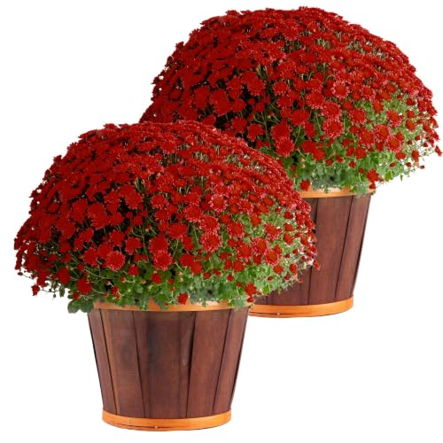 Garden Mums Live Outdoor Plant (Bushel Basket Flower Pot / 3 Qt. (Pack of 2) / Red)