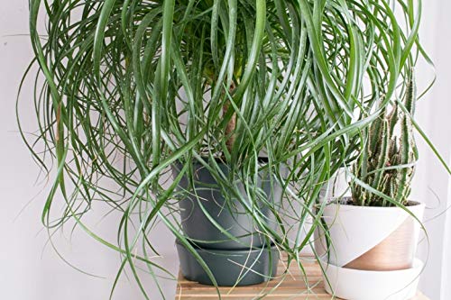 Ponytail Palm (3 Count)
