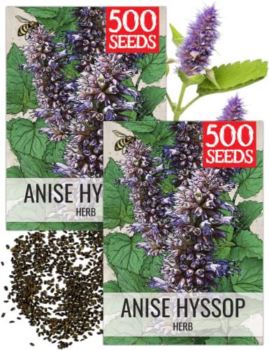 Anise Hyssop Seeds to Plant Perennial Heirloom Herbs 2 Packs (2 Packs)