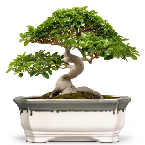 Bonsai Tree Pots 13.7 Inch (13.5 Inch / Rectangular Beige-grey)