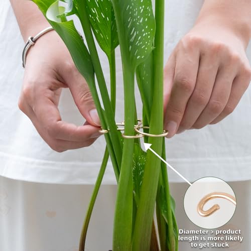 2.75IN Gold Monstera Plant Stem Support Set (Gold / 2.75IN*2.75IN)