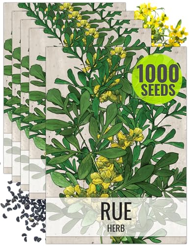 Rue Seeds to Plant Heirloom Non (5 Packs)