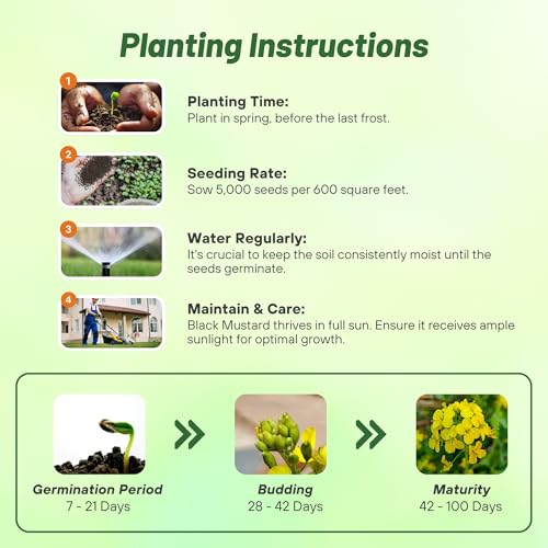 Black Mustard Seeds (5000 Count)