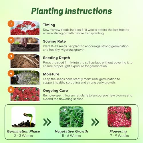 Cerise Queen Yarrow Seeds (10000 Count)