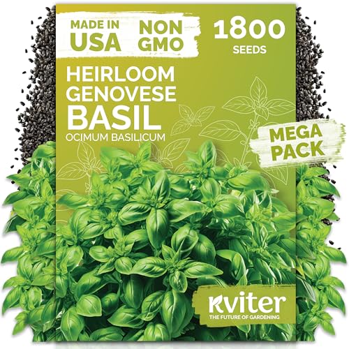 1 800 Genovese Basil Heirloom Herb Seeds for Planting
