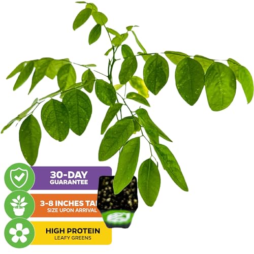 Katuk Salad Tree (Katuk)