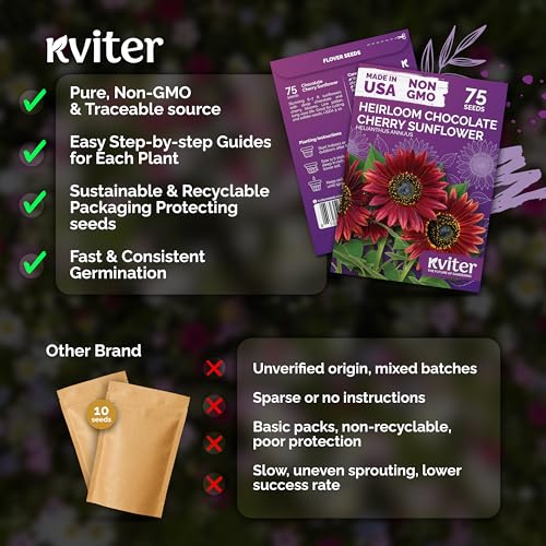 75 Chocolate Cherry Sunflower Heirloom Flower Seeds