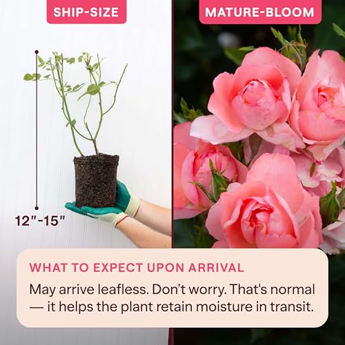 Heirloom Floribunda Roses (Passionate Kisses)