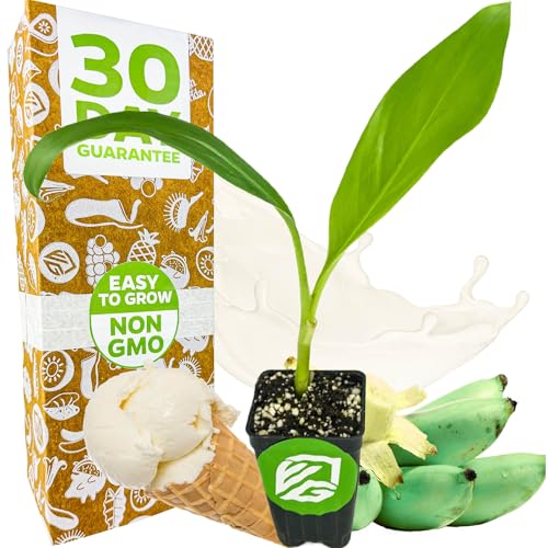 Ice Cream Banana Tree (Ice Cream)