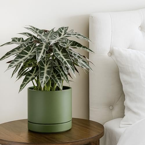 8 Inch Planter Pot with Drainage Hole & Saucer (8" (1 Pack) / Olive)