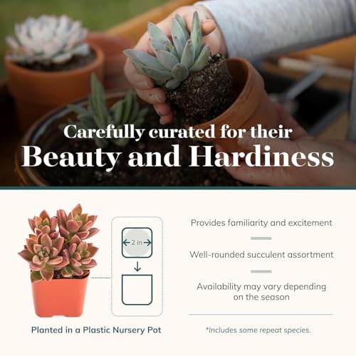 Coastal Succulent Bulk Plant Pack Collection (Coastal Collection)