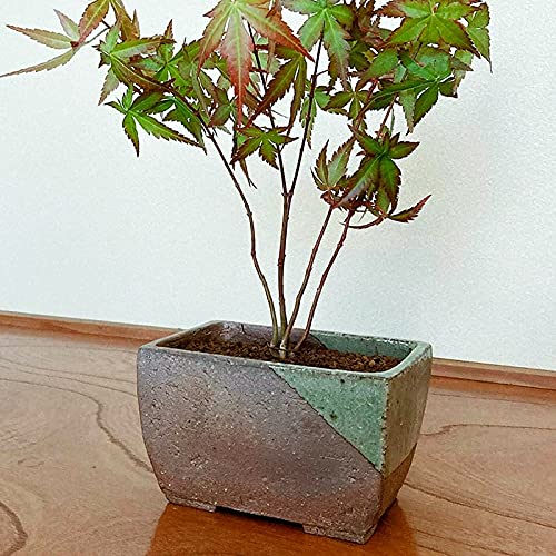 Tokoname Series Small Handmade Rectangular Glazed Bonsai Pot with Drainage Holes 5.3 in